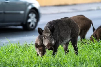 Divoká prasata u silnice