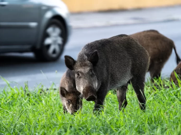 Divoká prasata u silnice