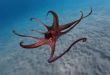 Chobotnice
