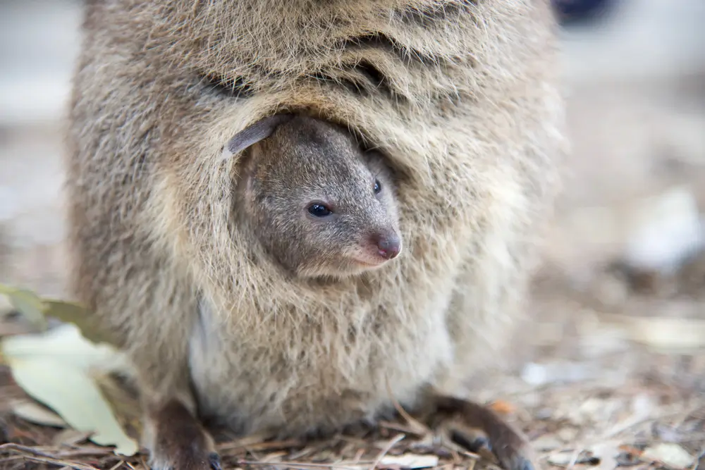 - NeposlušnéTlapky Quokka - mládě ve vaku