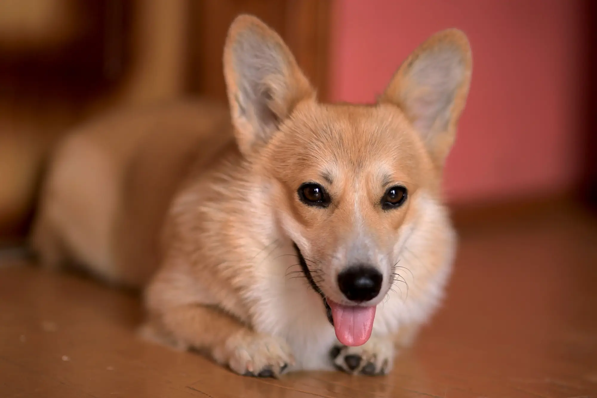 Jeden ze psů plemena corgi, kterého vlastnila Alžběta II.
