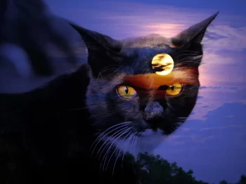 kočka a měsíc
