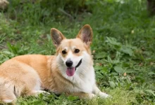 Psi plemene corgi byli zamilovanými mazlíčky královny Alžběty II.