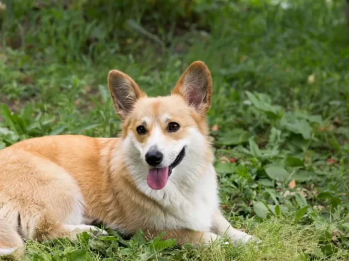 Psi plemene corgi byli zamilovanými mazlíčky královny Alžběty II.