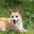 Psi plemene corgi byli zamilovanými mazlíčky královny Alžběty II.