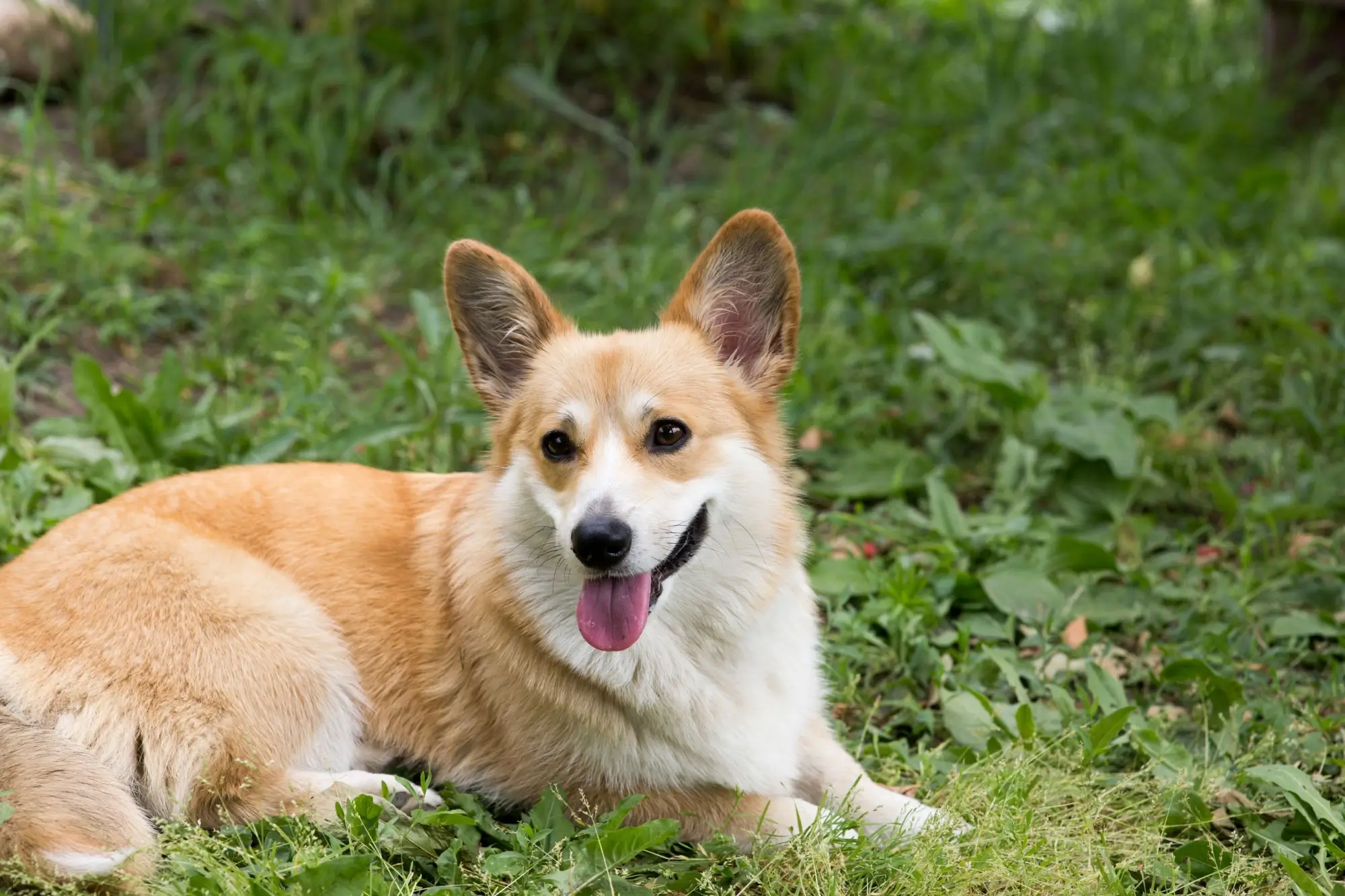 Psi plemene corgi byli zamilovanými mazlíčky královny Alžběty II.