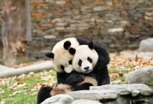 panda velká s mládětem
