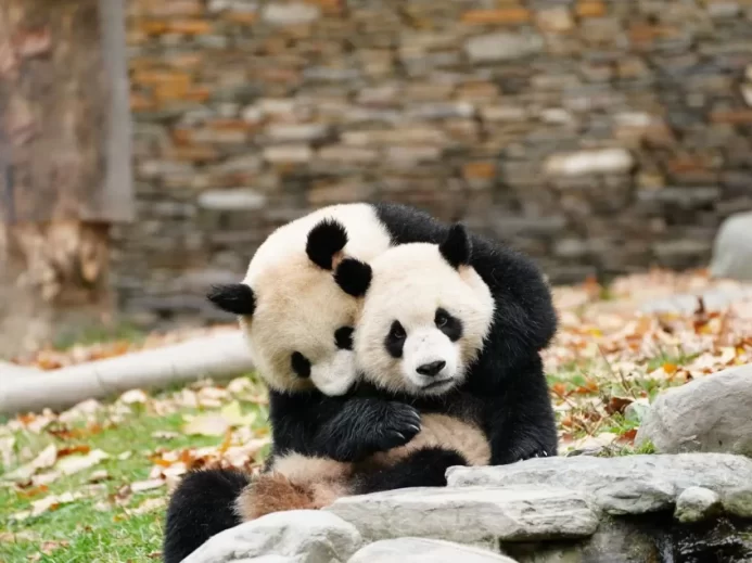 panda velká s mládětem