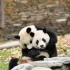 panda velká s mládětem