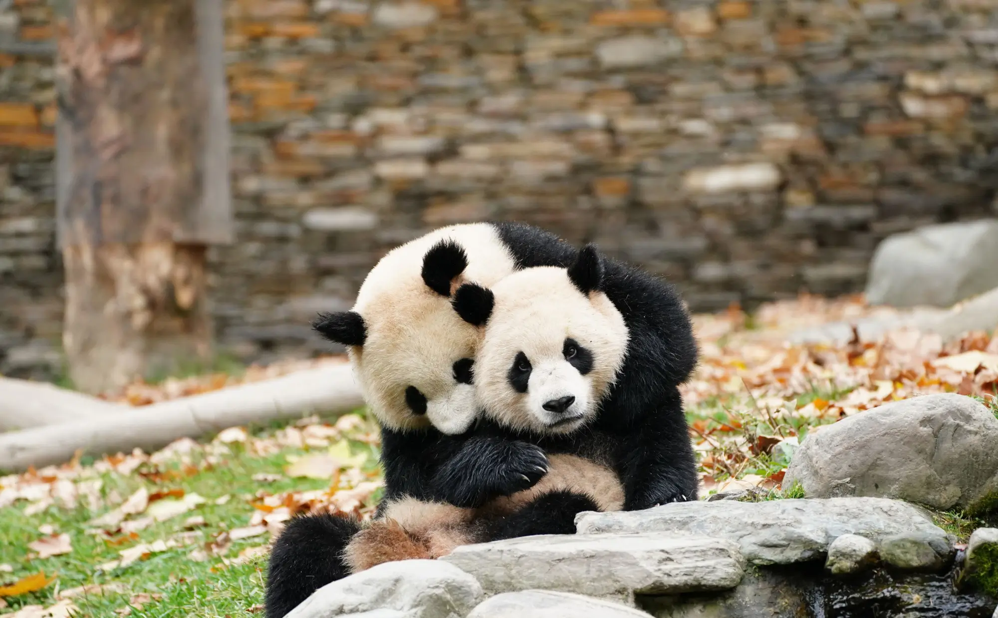 panda velká s mládětem