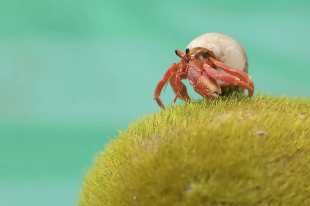- NeposlušnéTlapky krab poustevník
