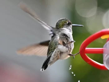 Ptáci potřebují kvůli létání velice lehké tělo bez moči.