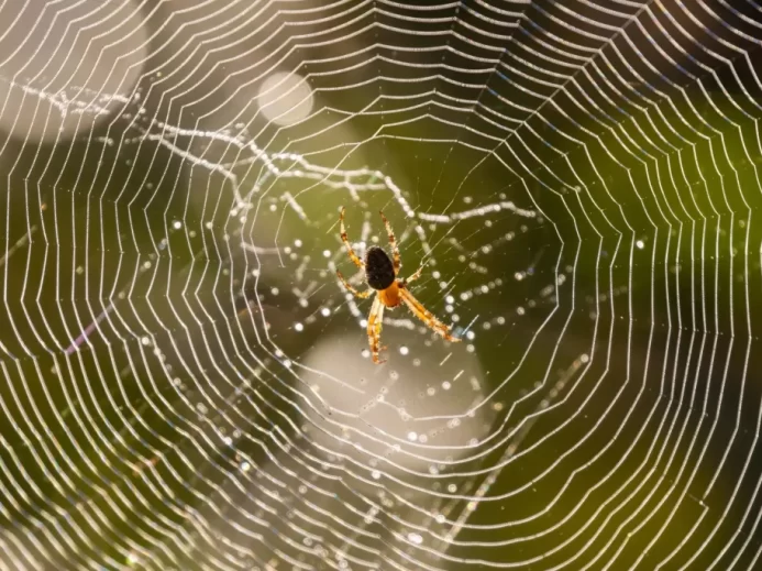 Pavučina má daleko více významů, než jen síť pro lapení kořisti.
