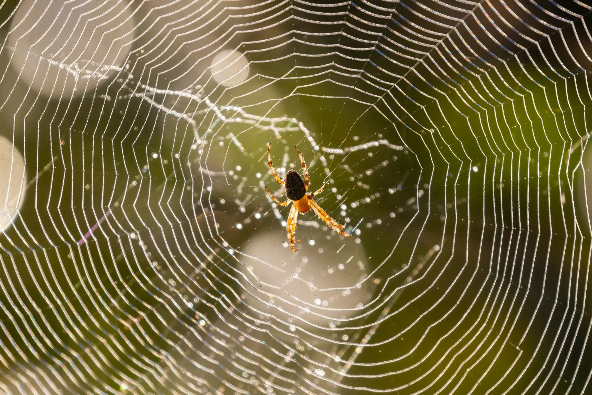 Pavučina má daleko více významů, než jen síť pro lapení kořisti.