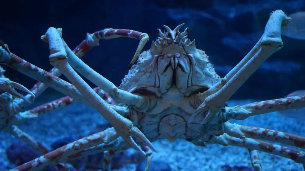 - NeposlušnéTlapky Krab japonský z blízka vypadá nebezpečně a toho využívá při ochraně partnerky