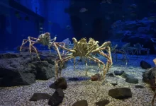 Krabi japonští mají zajímavé návyky