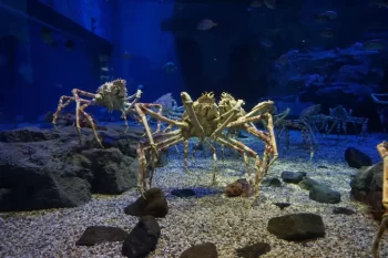 Krabi japonští mají zajímavé návyky