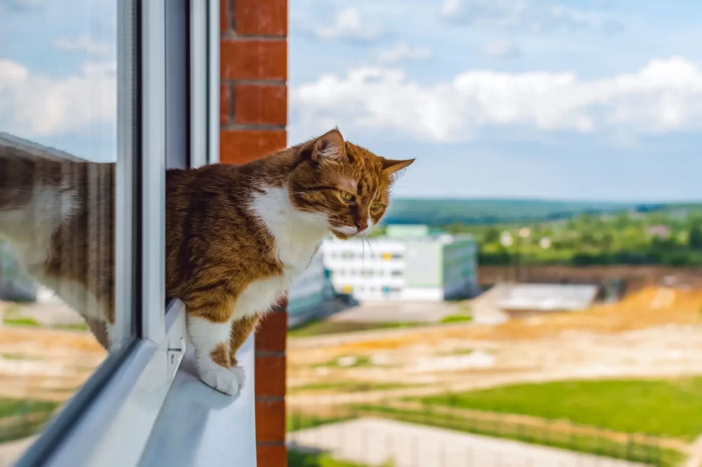 Kočka sedí na parapetu paneláku.