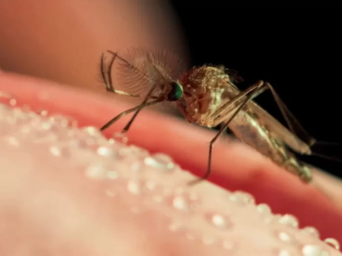 Makro komára na lidské kůži