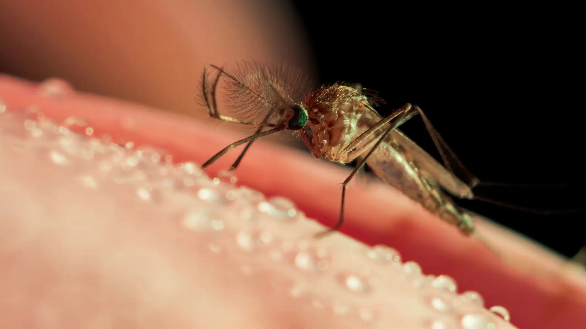 Makro komára na lidské kůži