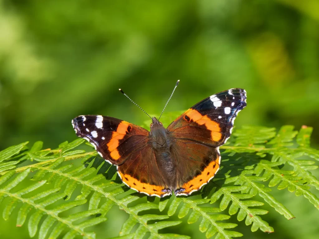 - NeposlušnéTlapky Motýl babočka admirál (Vanessa atalanta) sedí s rozevřenými křídly na zeleném kapradí.