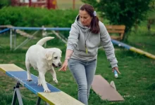 Žena vede labradora po lávce pro agility