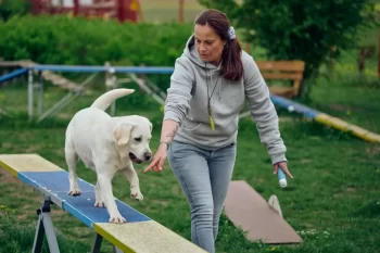 Žena vede labradora po lávce pro agility