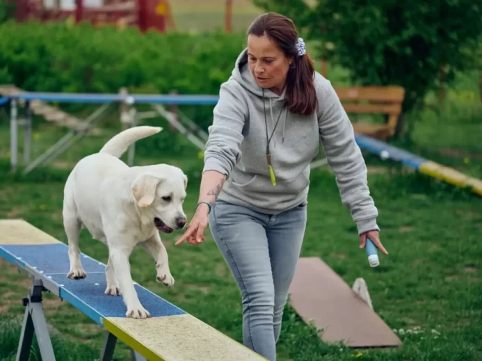 Žena vede labradora po lávce pro agility