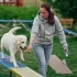 Žena vede labradora po lávce pro agility