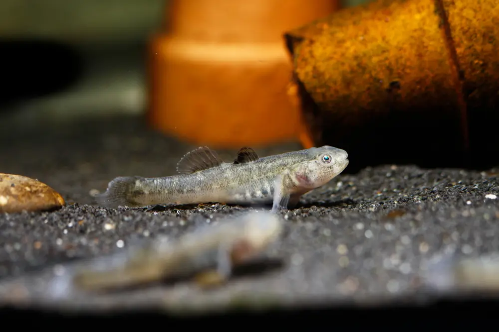 Ryba Desert goby