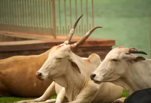 uctívání krav v indickém Púně , hinduismus
