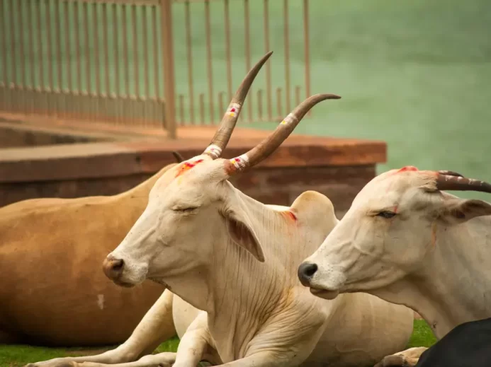 uctívání krav v indickém Púně , hinduismus