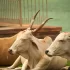 uctívání krav v indickém Púně , hinduismus