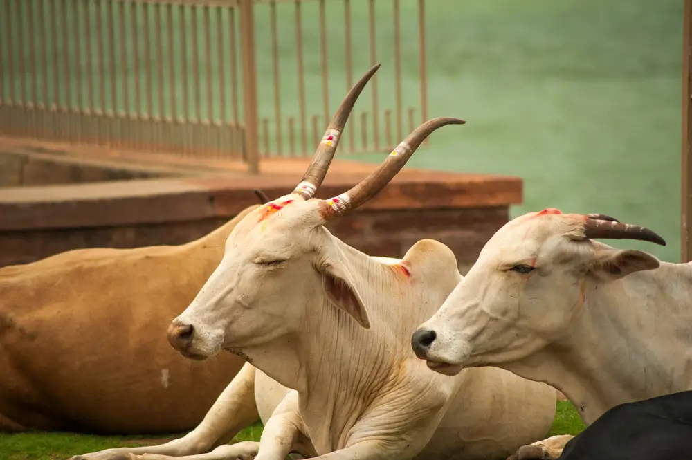 uctívání krav v indickém Púně , hinduismus