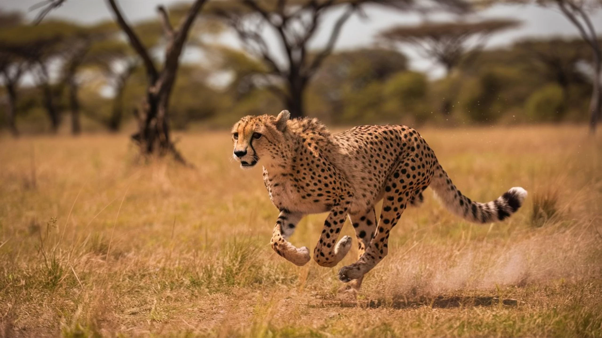 - NeposlušnéTlapky Gepard v běhu