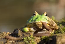 Rohatka ozdobná zelená žere hada
