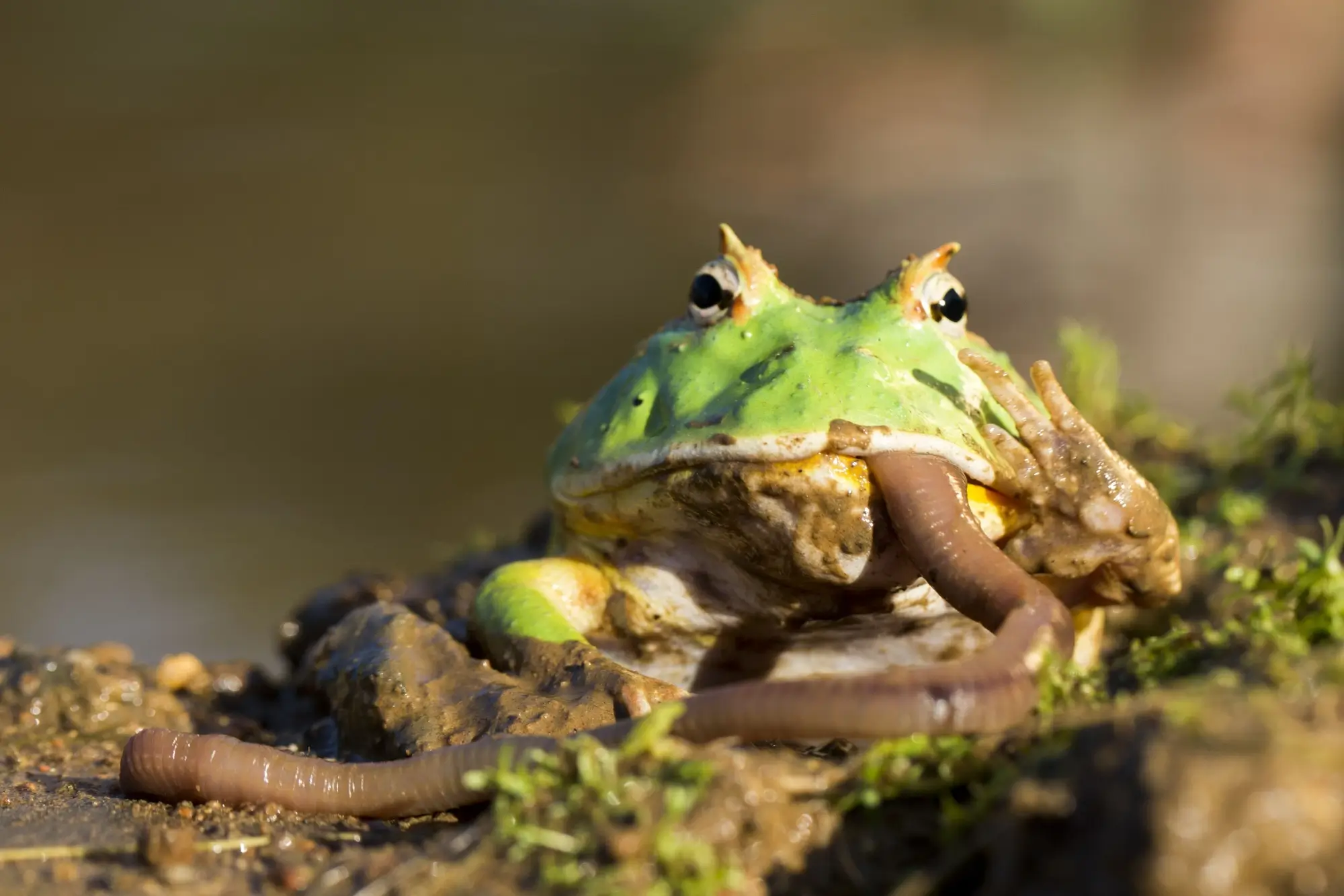 Rohatka ozdobná zelená žere hada