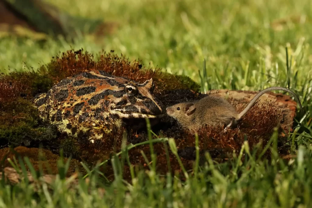 - NeposlušnéTlapky Rohatka ozdobná (Ceratophrys ornata), dobře maskovaná v mechu a trávě, čelí malé myši.