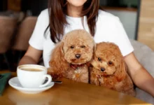 Pet-friendly podniky jsou čím dál tím populárnější.