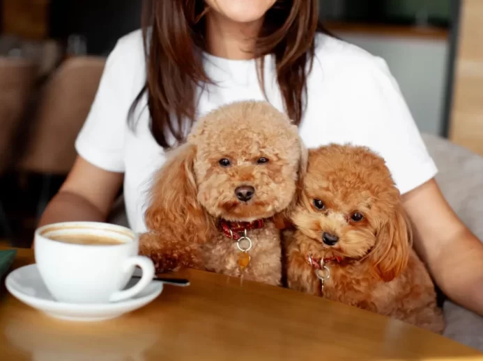 Pet-friendly podniky jsou čím dál tím populárnější.