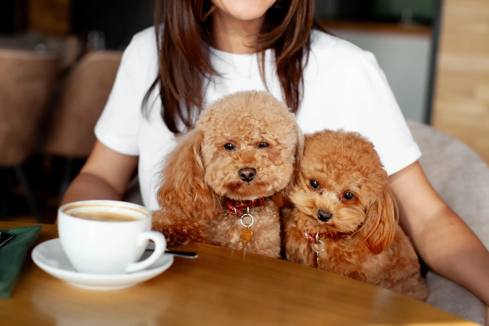 Pet-friendly podniky jsou čím dál tím populárnější.