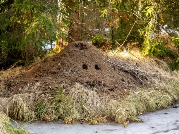 Mraveniště vás svou architekturou překvapí