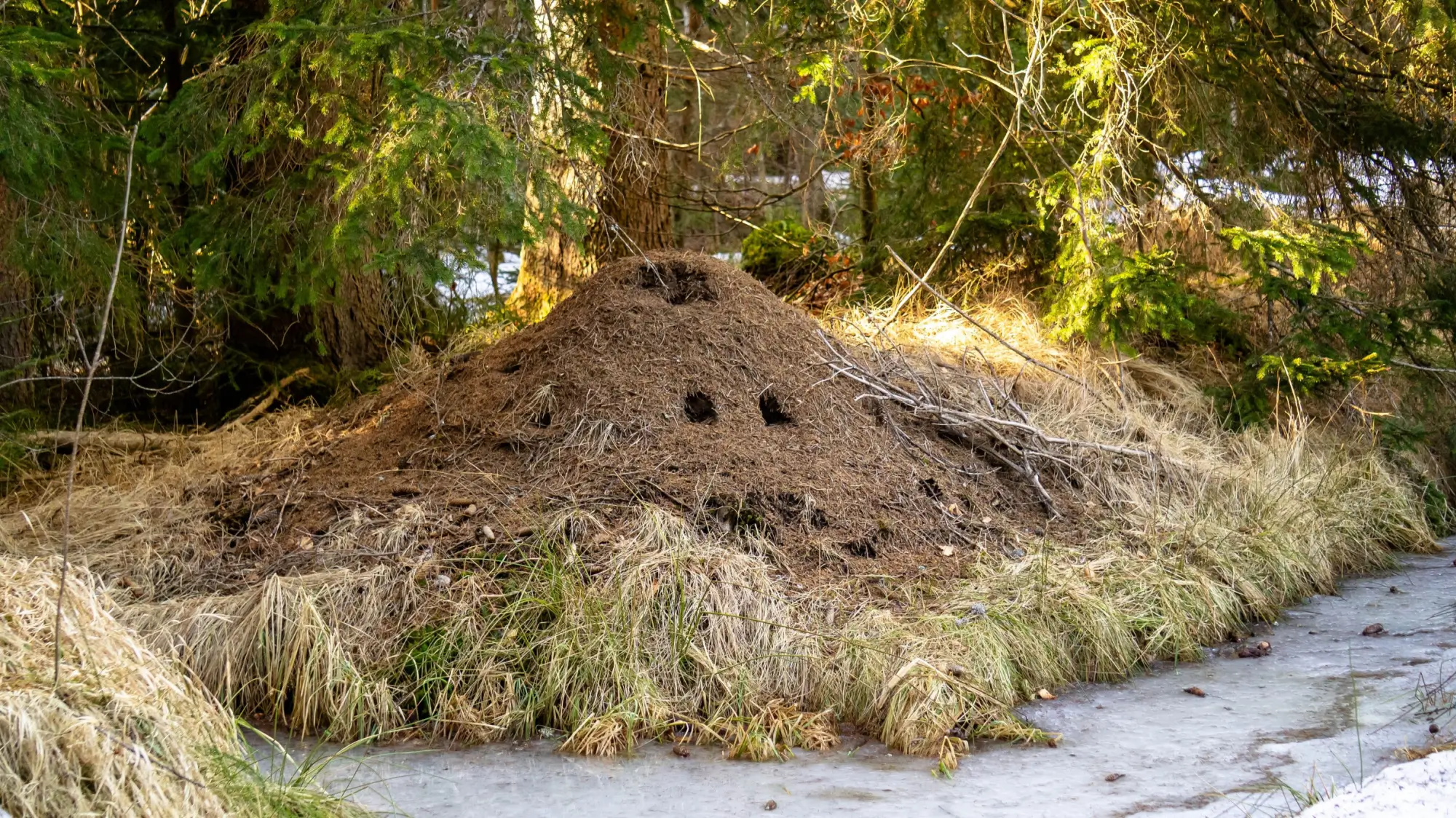 Mraveniště vás svou architekturou překvapí