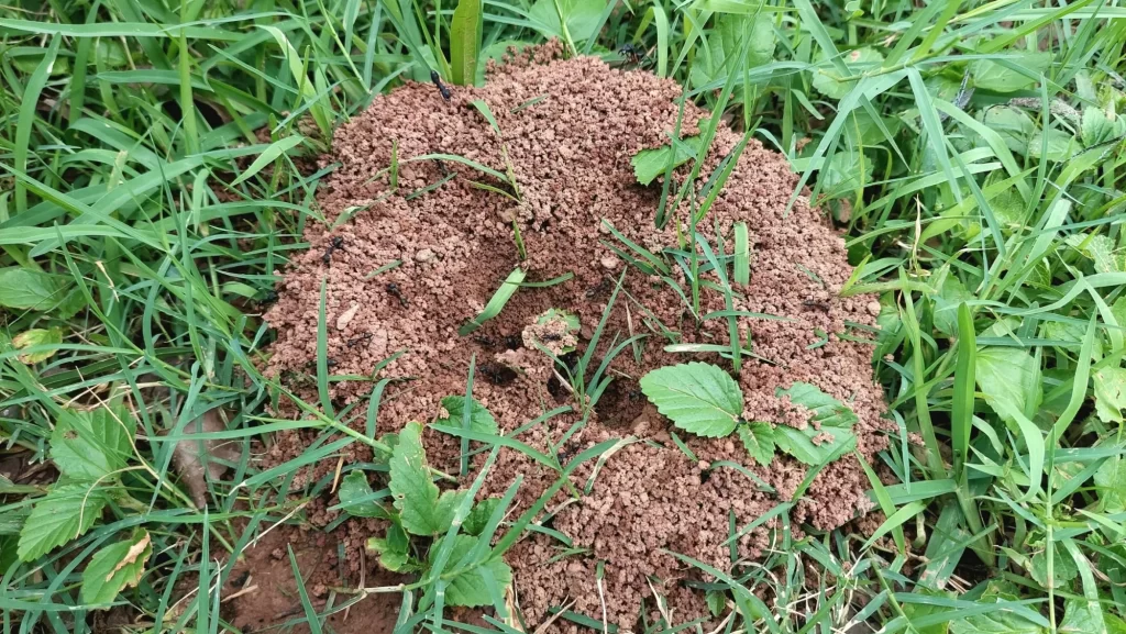 Mraveniště se nachází především pod zemí