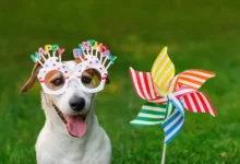 Voříšek s brýlemi Happy Birthday a barevným větrníkem