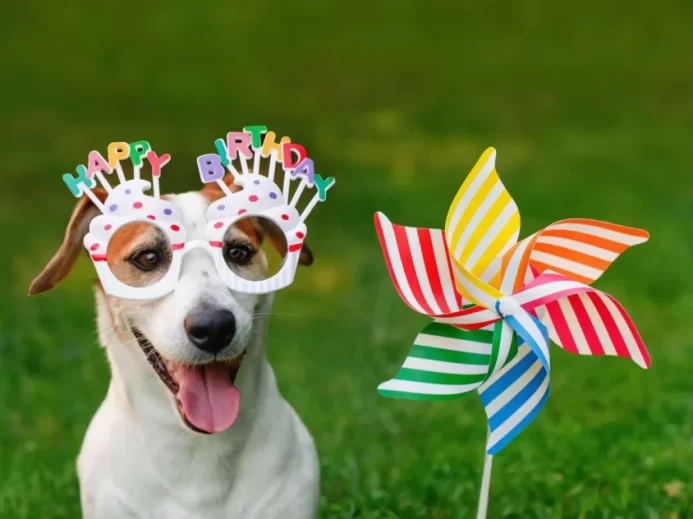 Voříšek s brýlemi Happy Birthday a barevným větrníkem