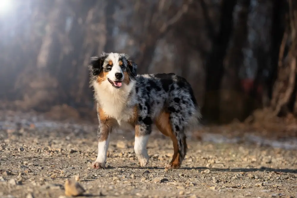 Miniature American Shepherd