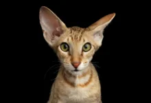 Plemeno Peterbald