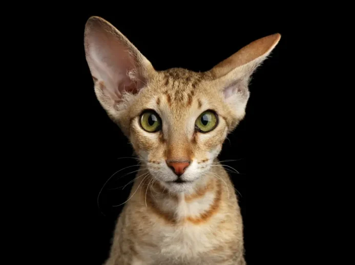Plemeno Peterbald