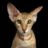 Plemeno Peterbald